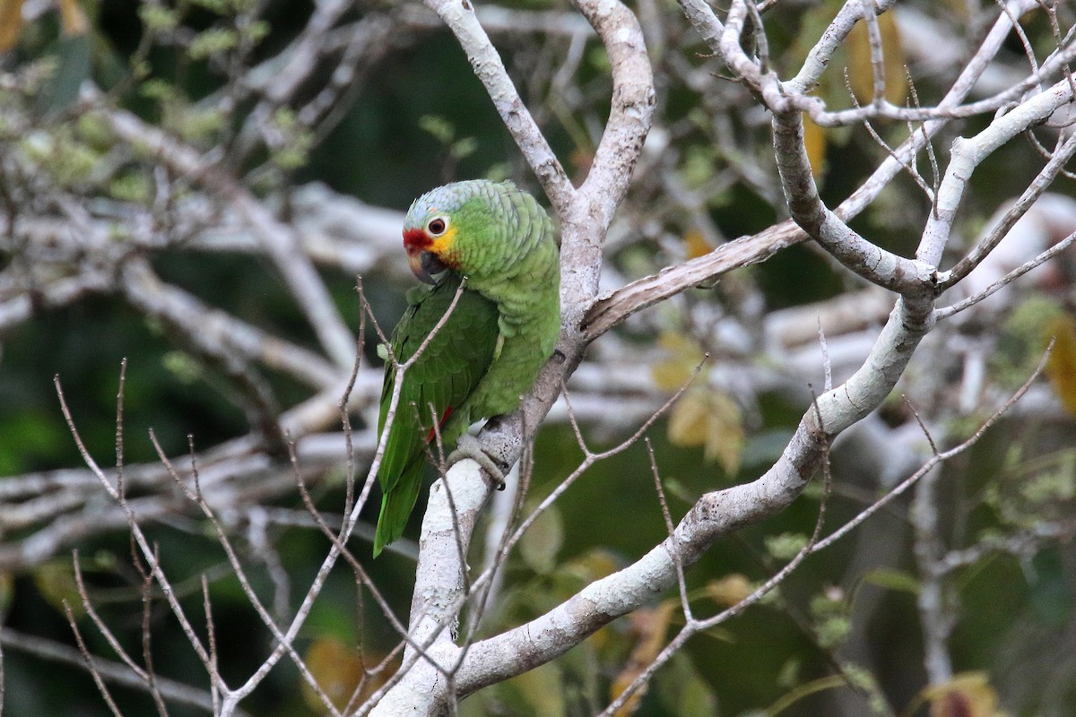 Red-lored Parrot - ML52043751
