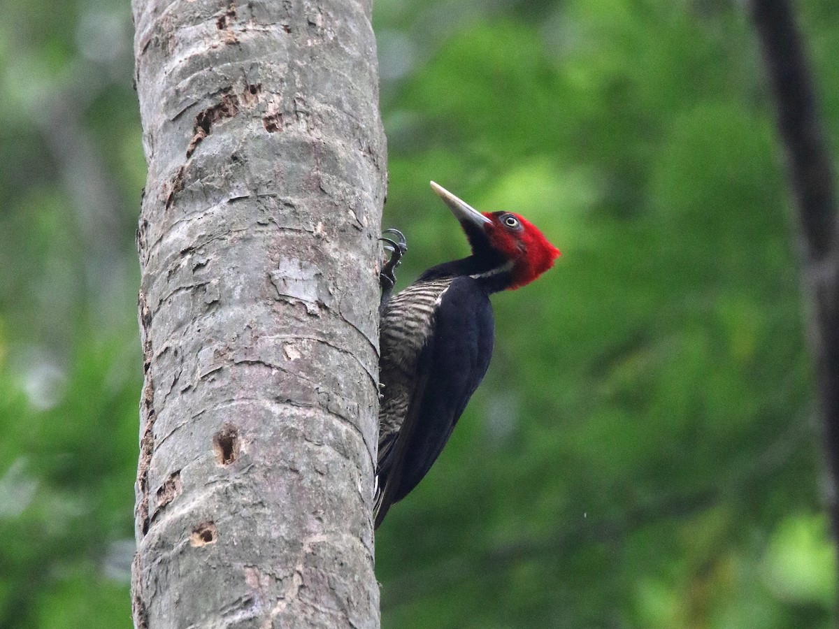 Pale-billed Woodpecker - ML52043991