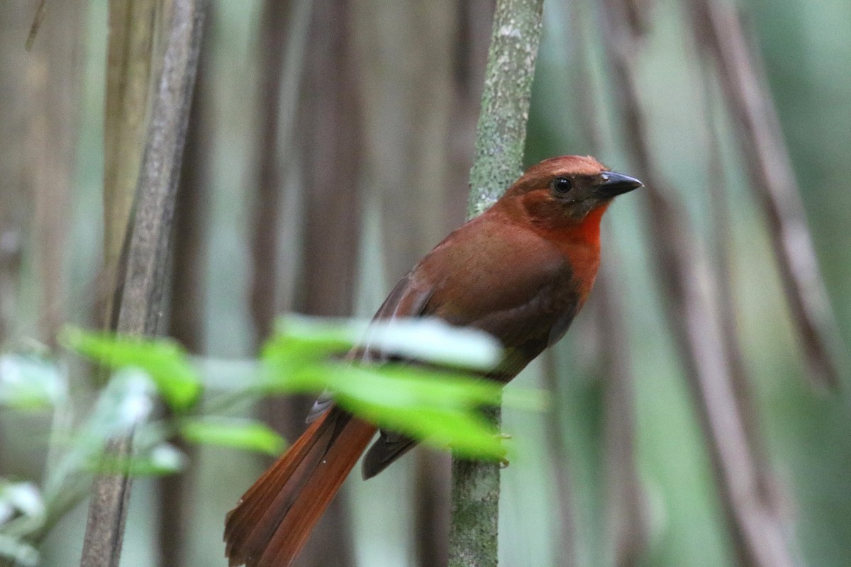 Red-throated Ant-Tanager - ML52044151
