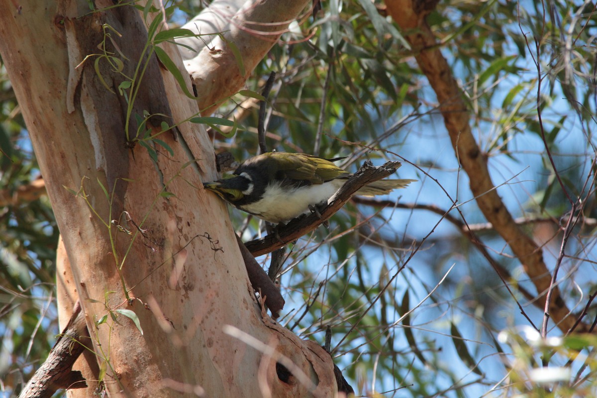 Blue-faced Honeyeater - Greg and Georgie Shaw