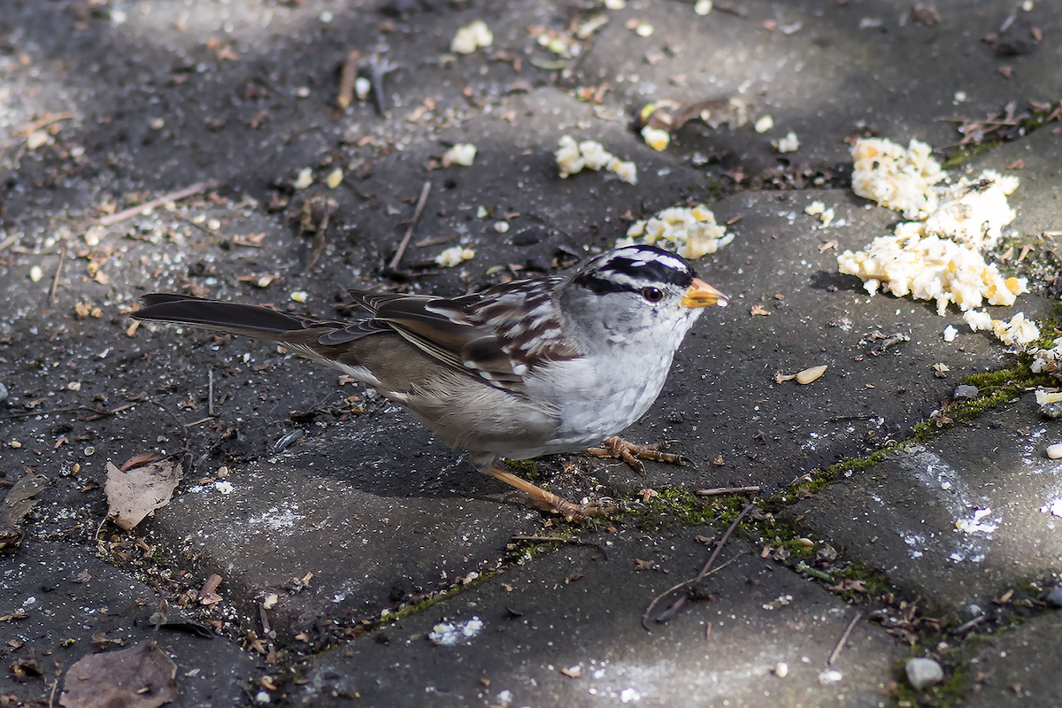 White-crowned Sparrow - ML52044401