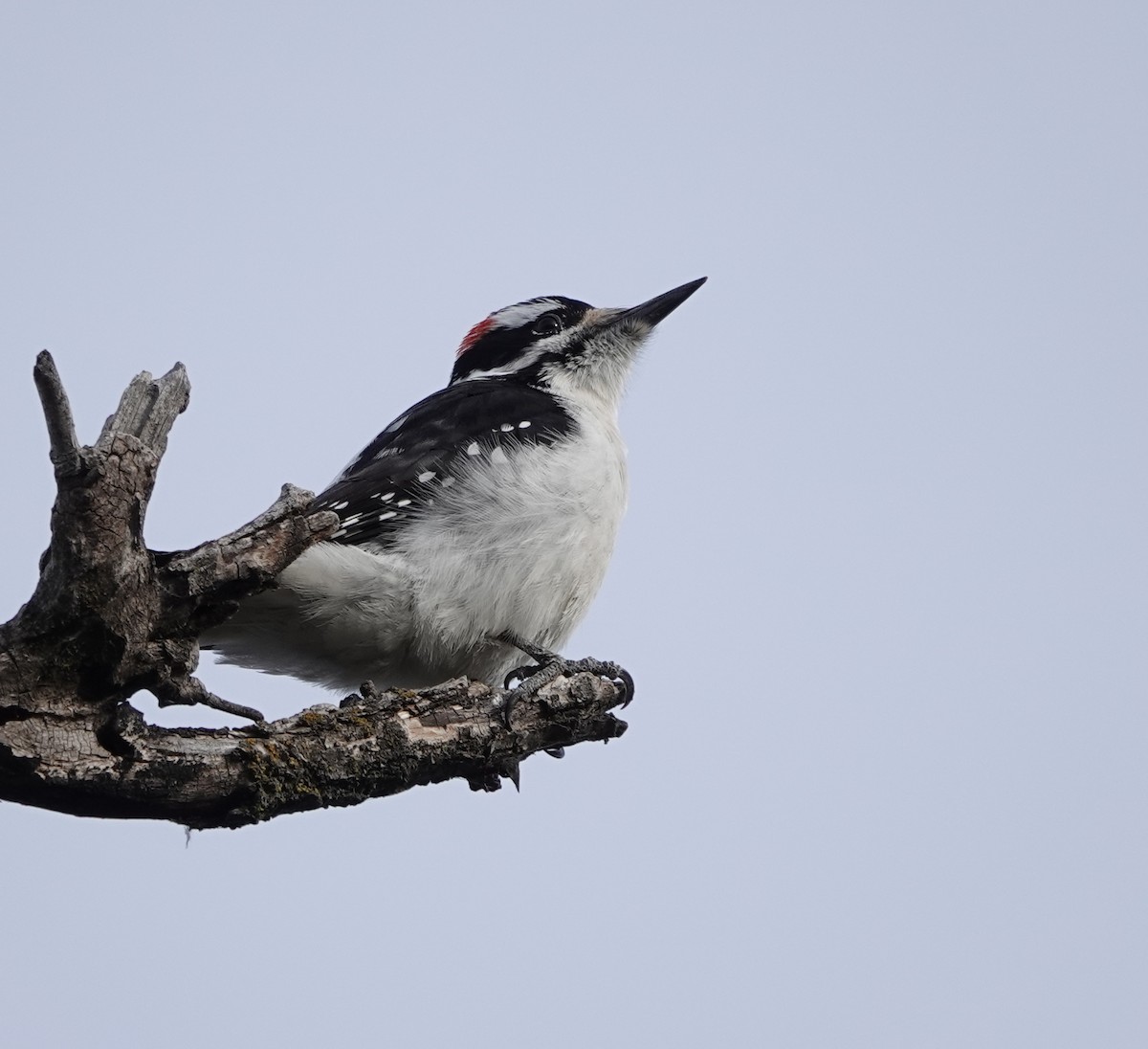 Hairy Woodpecker - ML520444061