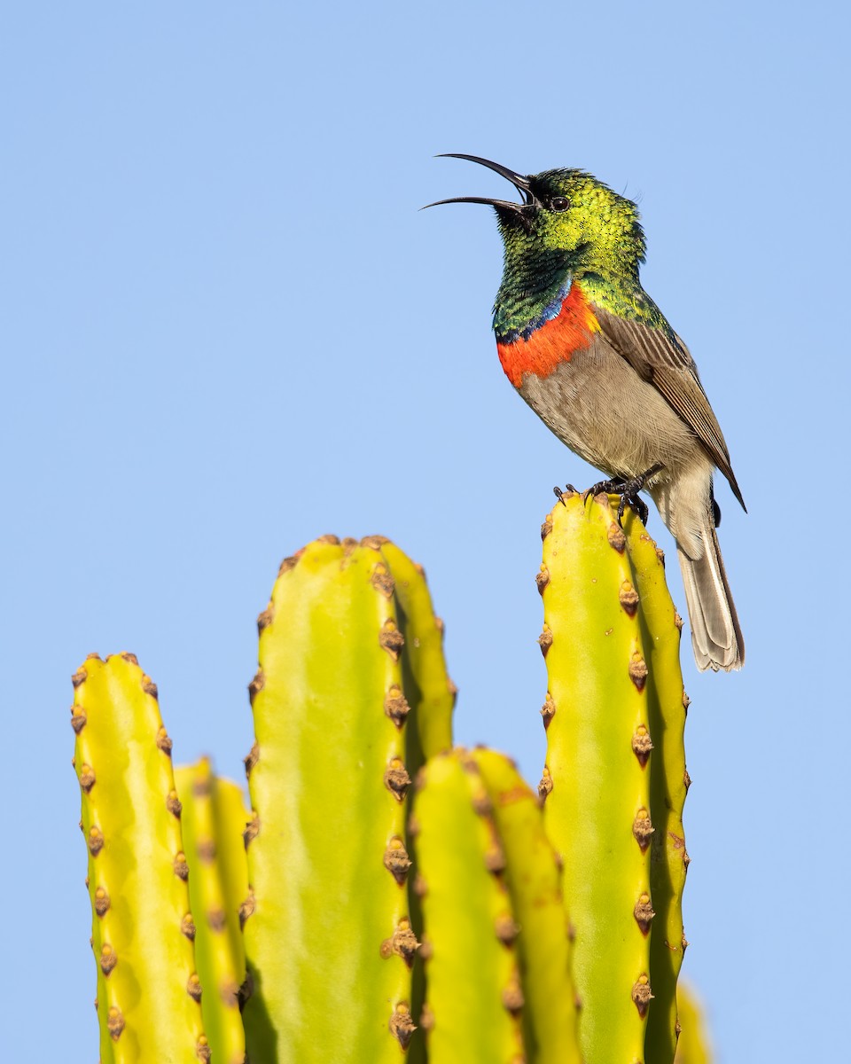 Southern Double-collared Sunbird - ML520445071