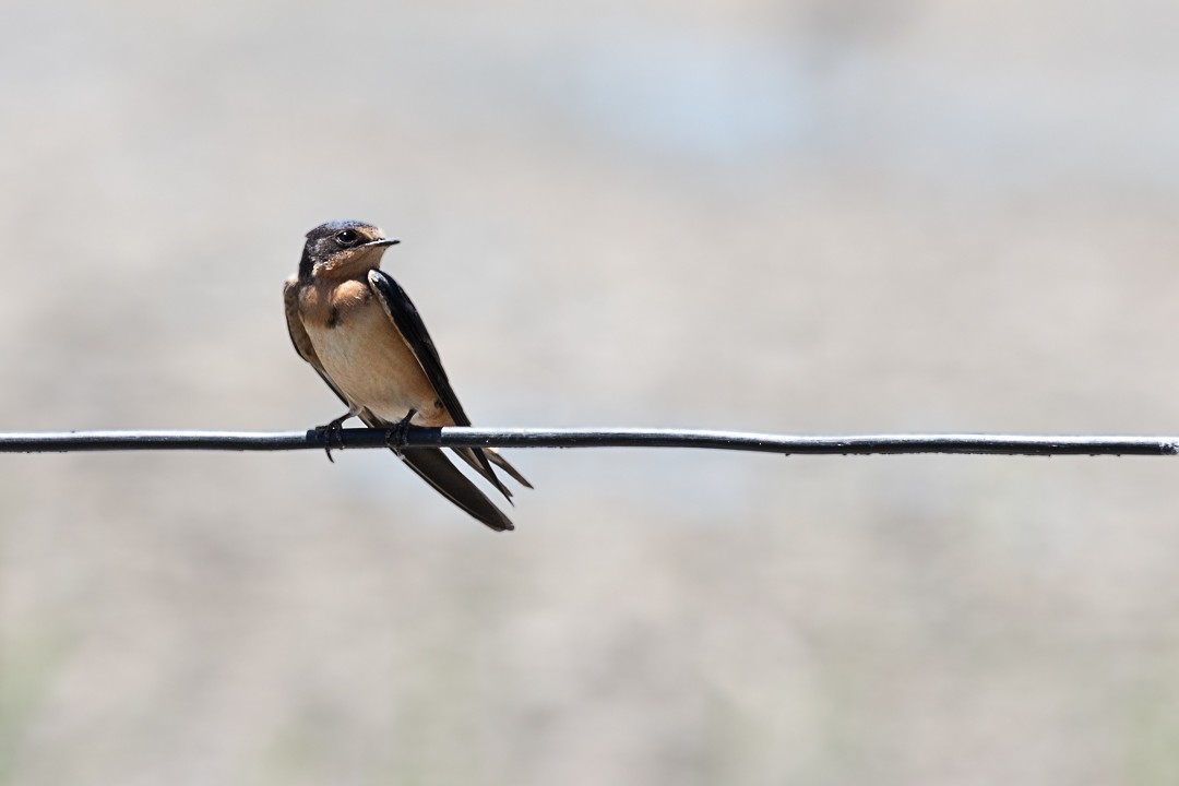 Barn Swallow - ML520445111