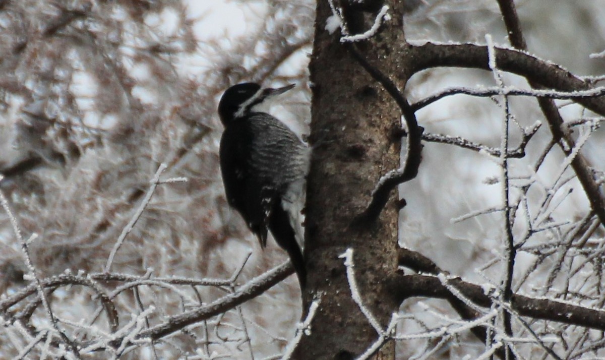 Black-backed Woodpecker - ML520446391