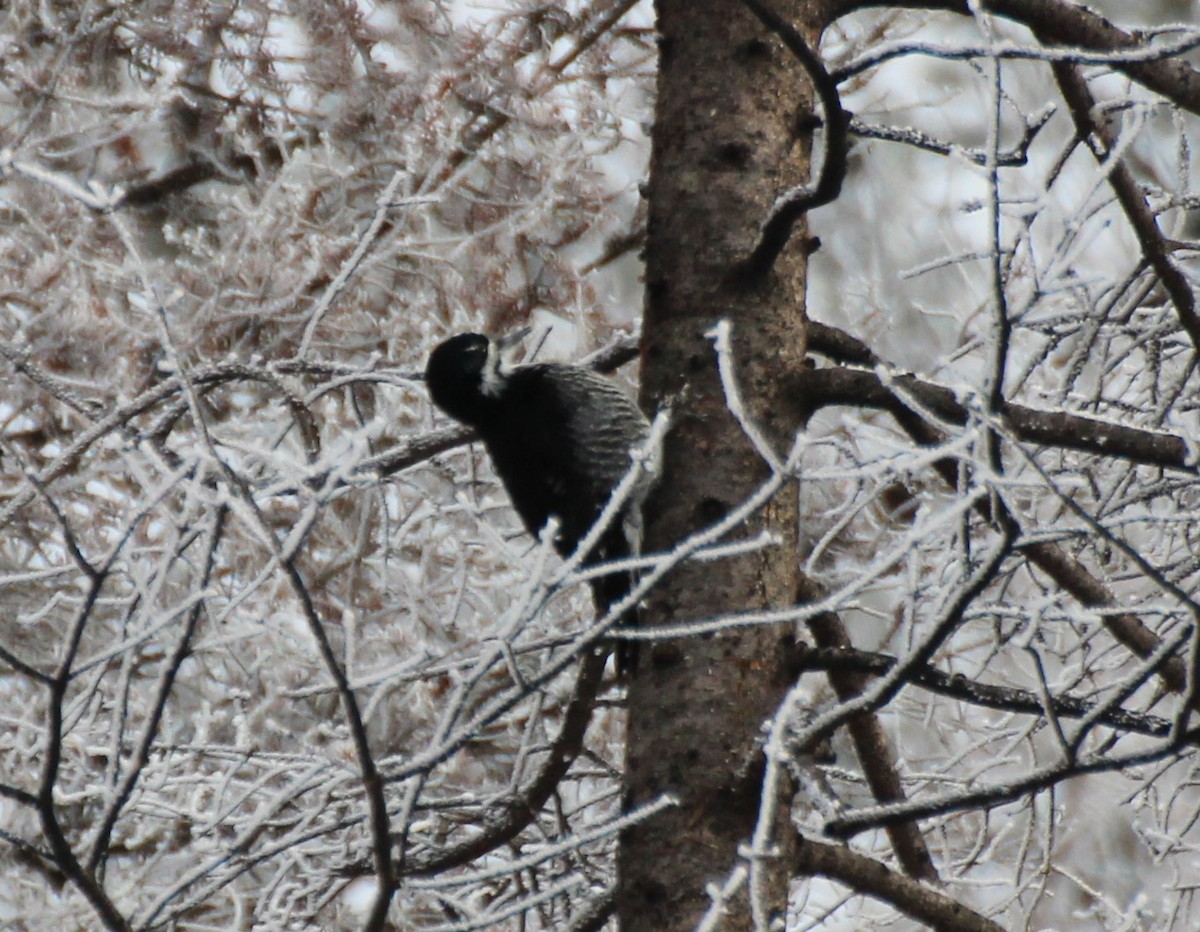 Black-backed Woodpecker - ML520446631