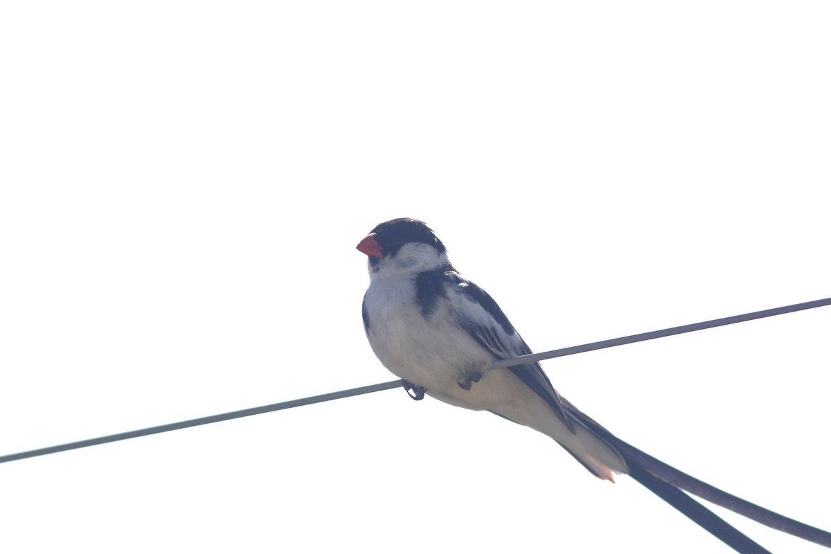 Pin-tailed Whydah - ML520446671