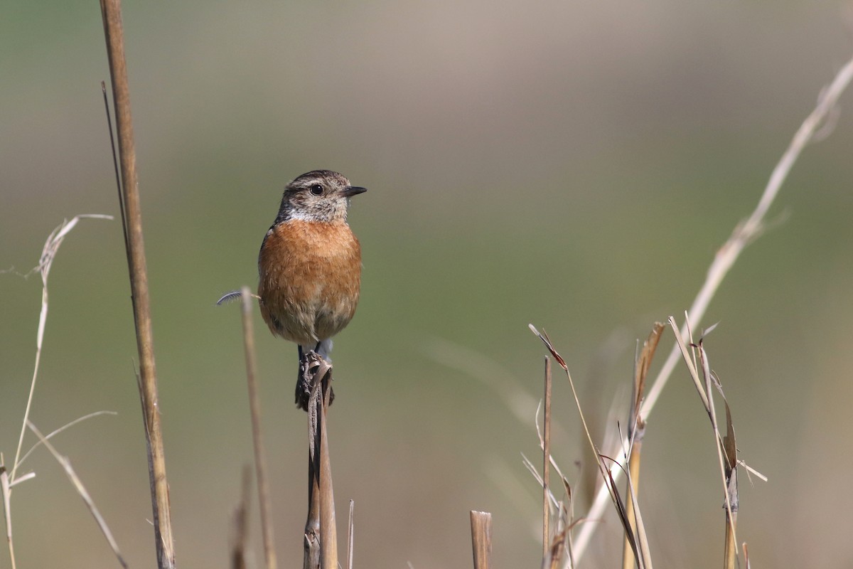 African Stonechat (African) - ML520447311