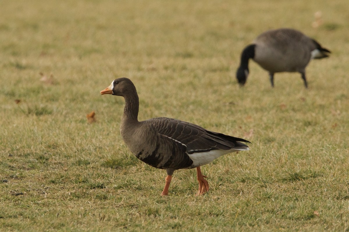 Greater White-fronted Goose - ML520449521