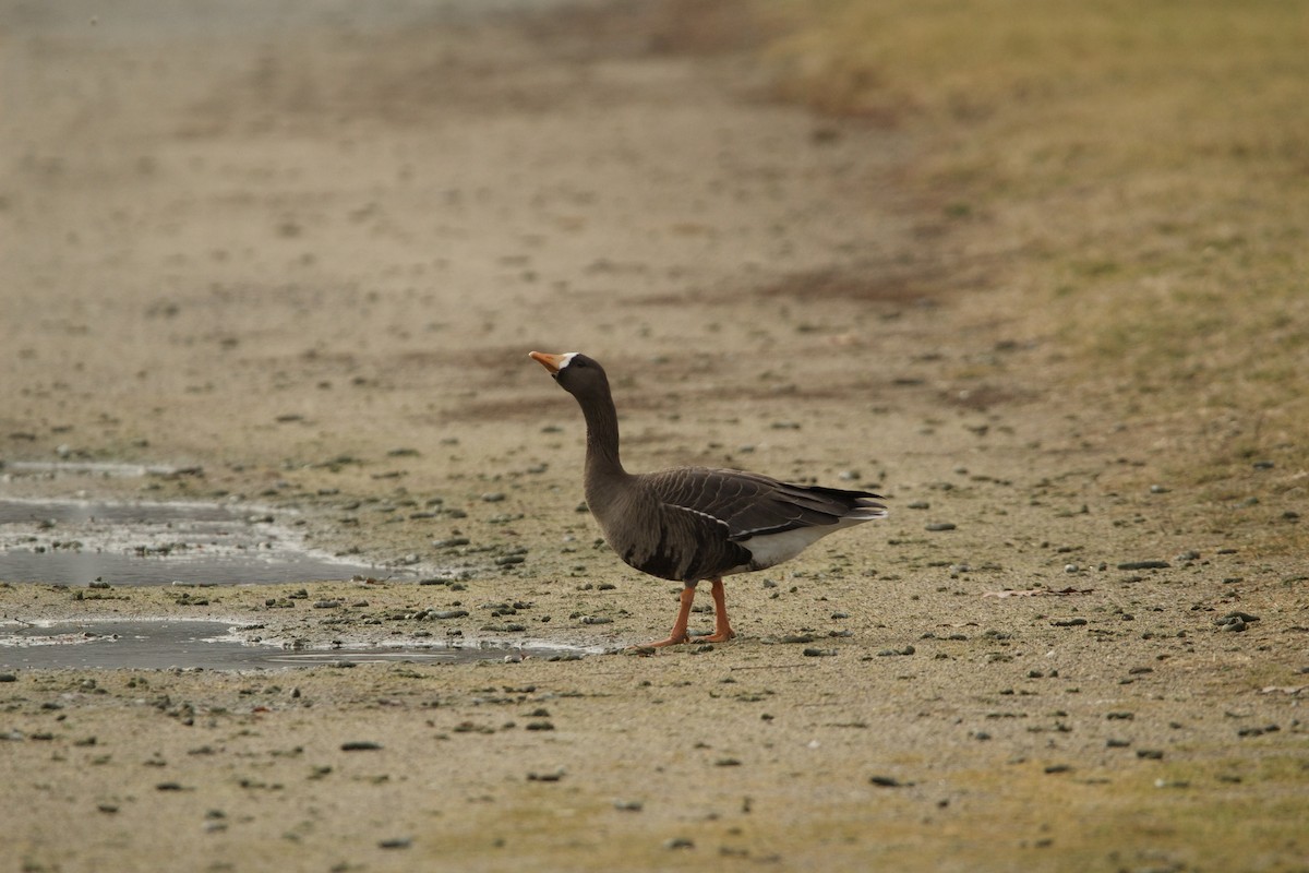 Greater White-fronted Goose - ML520449551