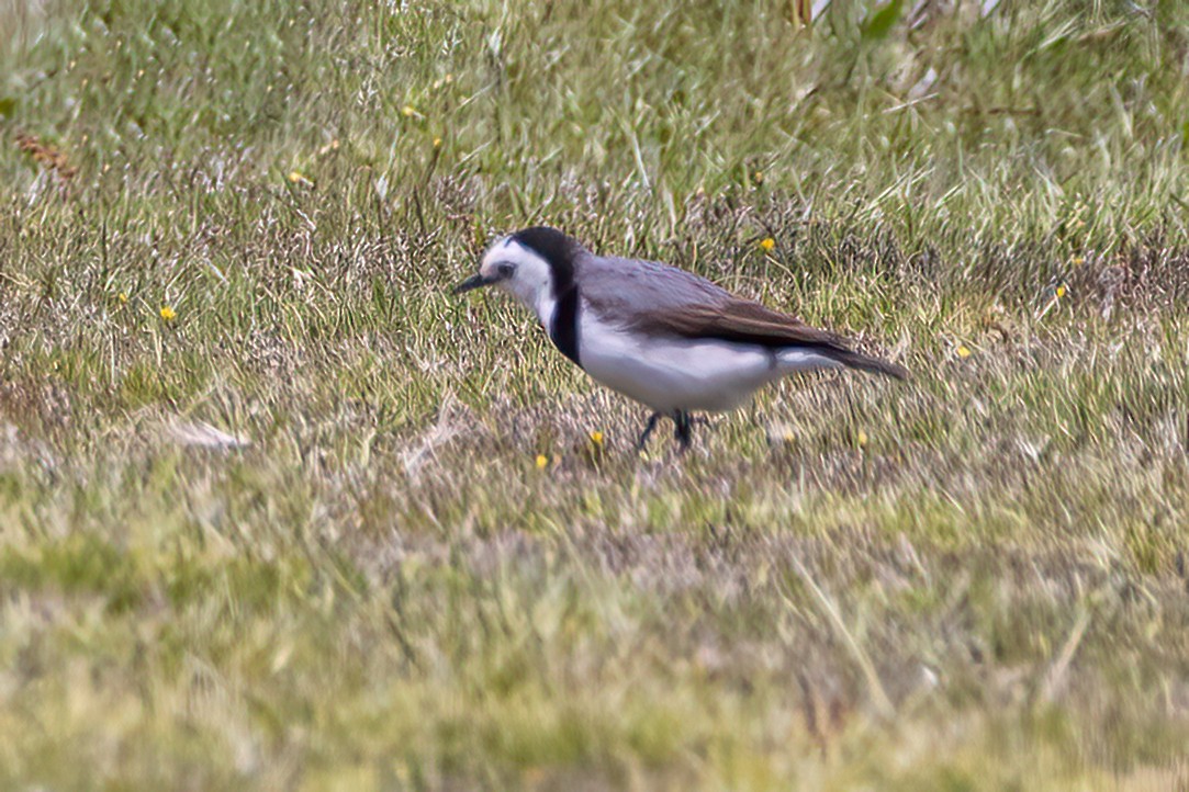 White-fronted Chat - ML520450081