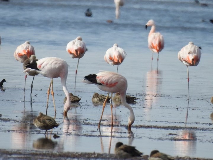 Andean Flamingo - ML520450291