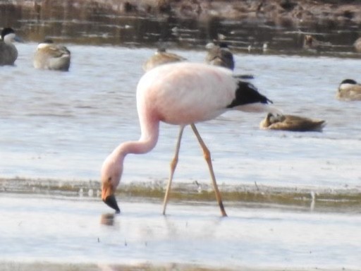 James's Flamingo - ML520450721