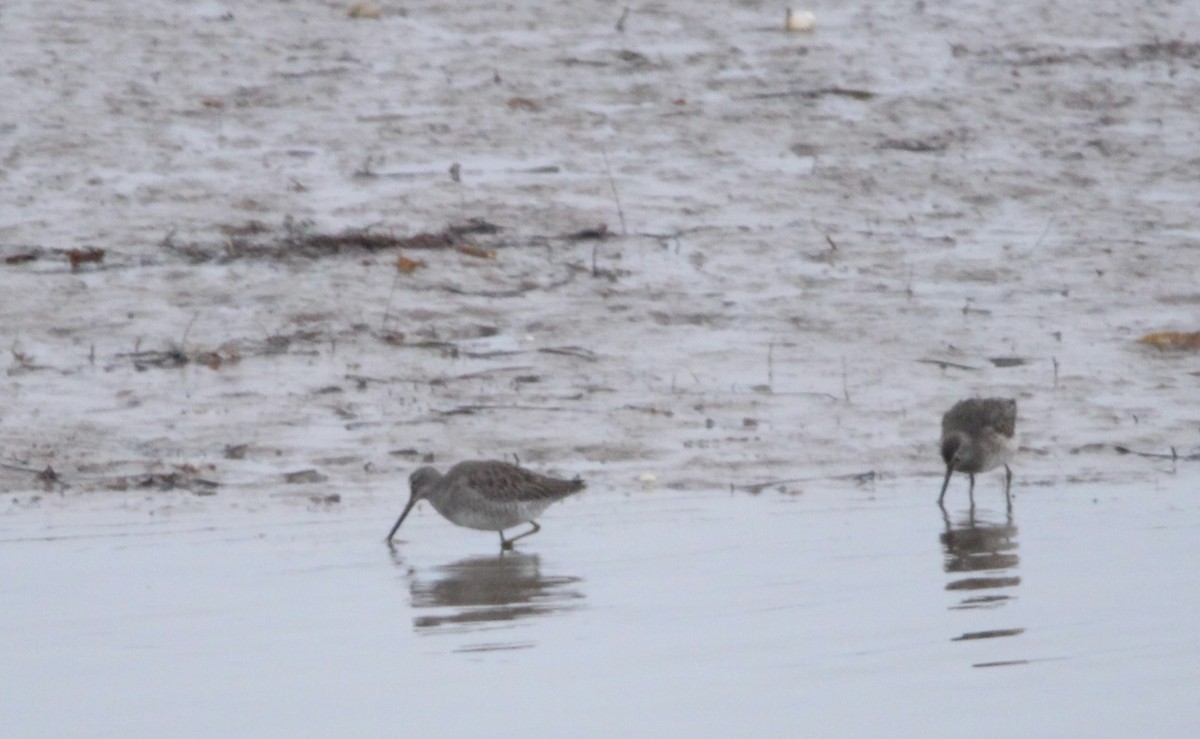 Long-billed Dowitcher - ML520450771