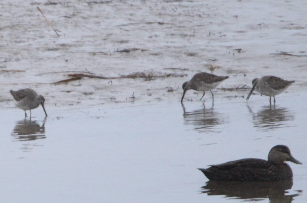 Long-billed Dowitcher - ML520450791