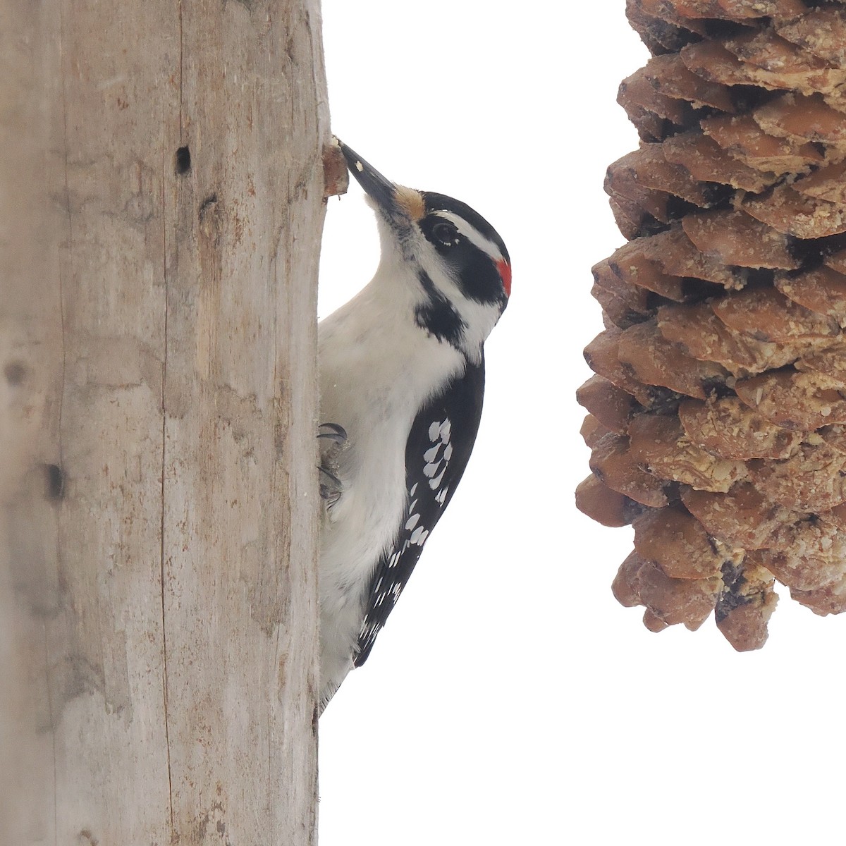 Hairy Woodpecker - ML520451381