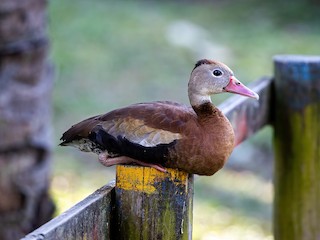 Black-bellied Whistling-Duck, ML520455711