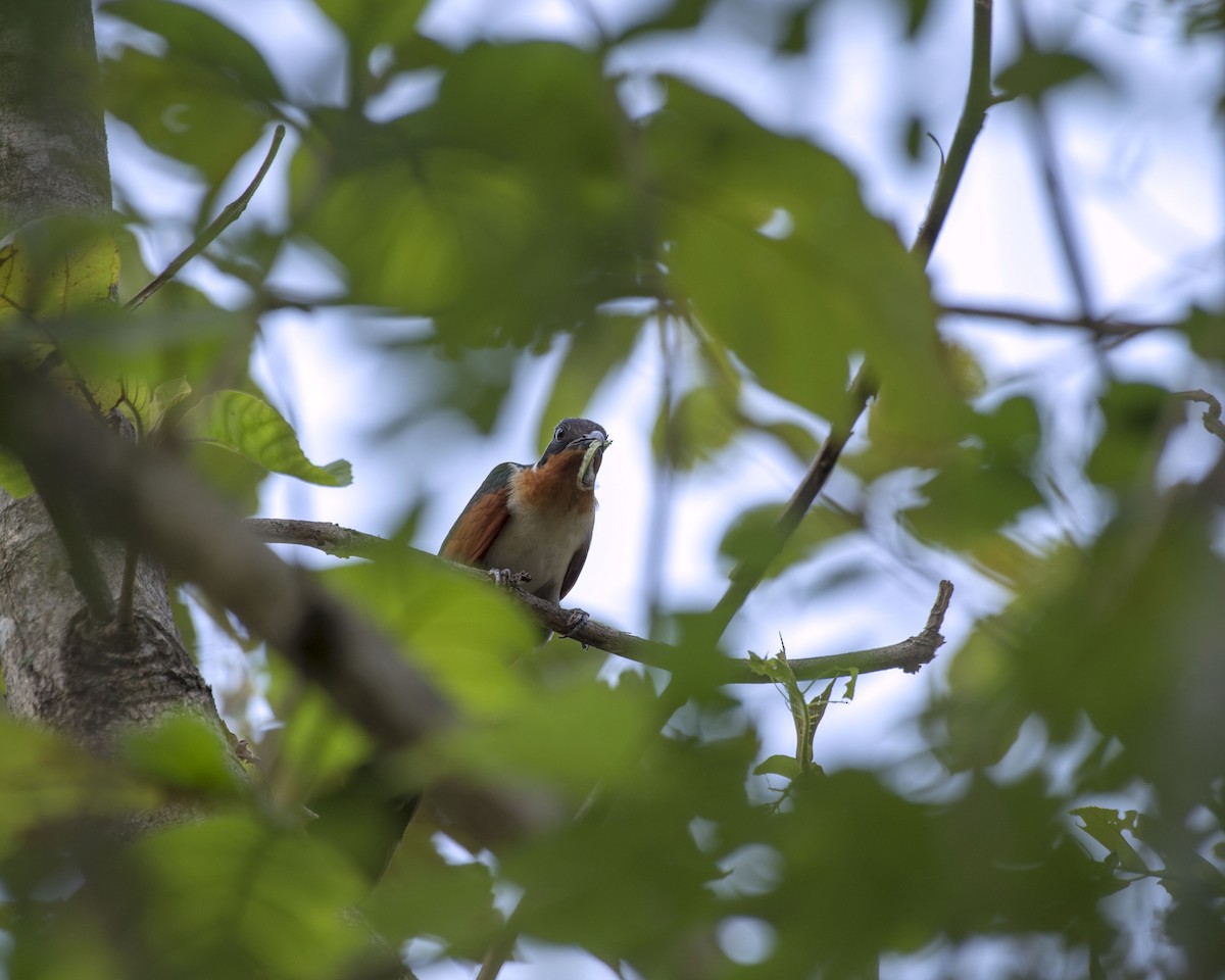 Chestnut-winged Cuckoo - Venugopala Prabhu S