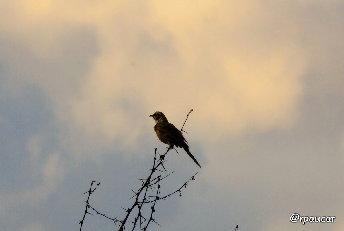 Long-tailed Mockingbird - ML52046371
