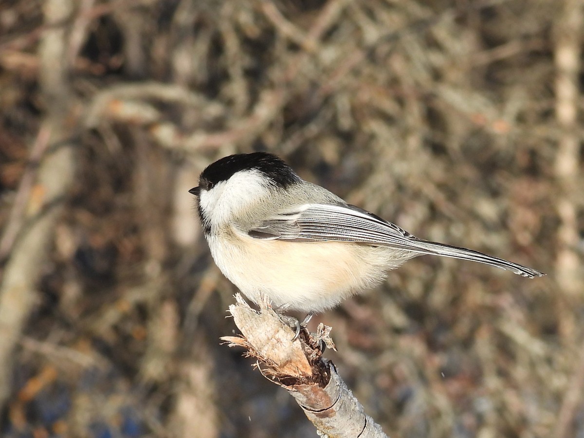 Ebird Checklist - 4 Jan 2023 - Fish Creek Pp--bebo Grove - 9 Species