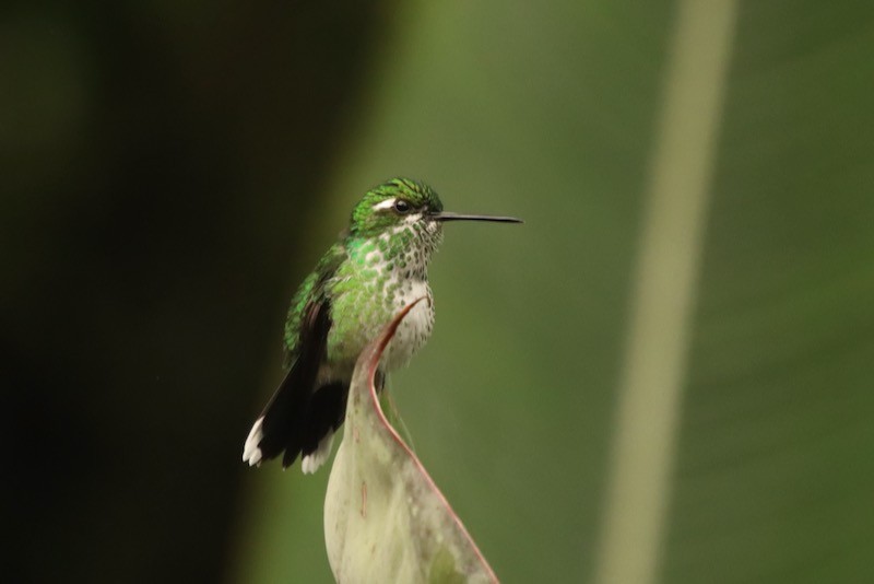 kolibřík skvrnoocasý - ML520471001