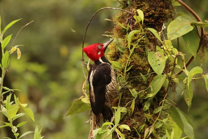 Guayaquil Woodpecker - ML520474331