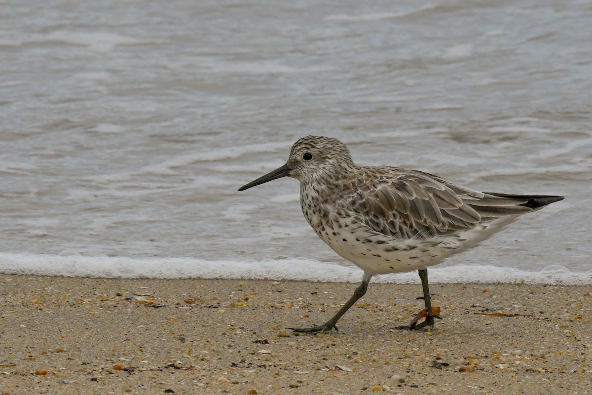 Great Knot - ML52047961
