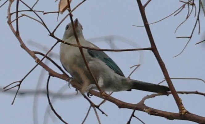 Blue-gray Tanager - ML520480091