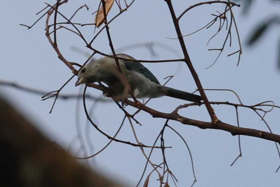Blue-gray Tanager - ML520480101