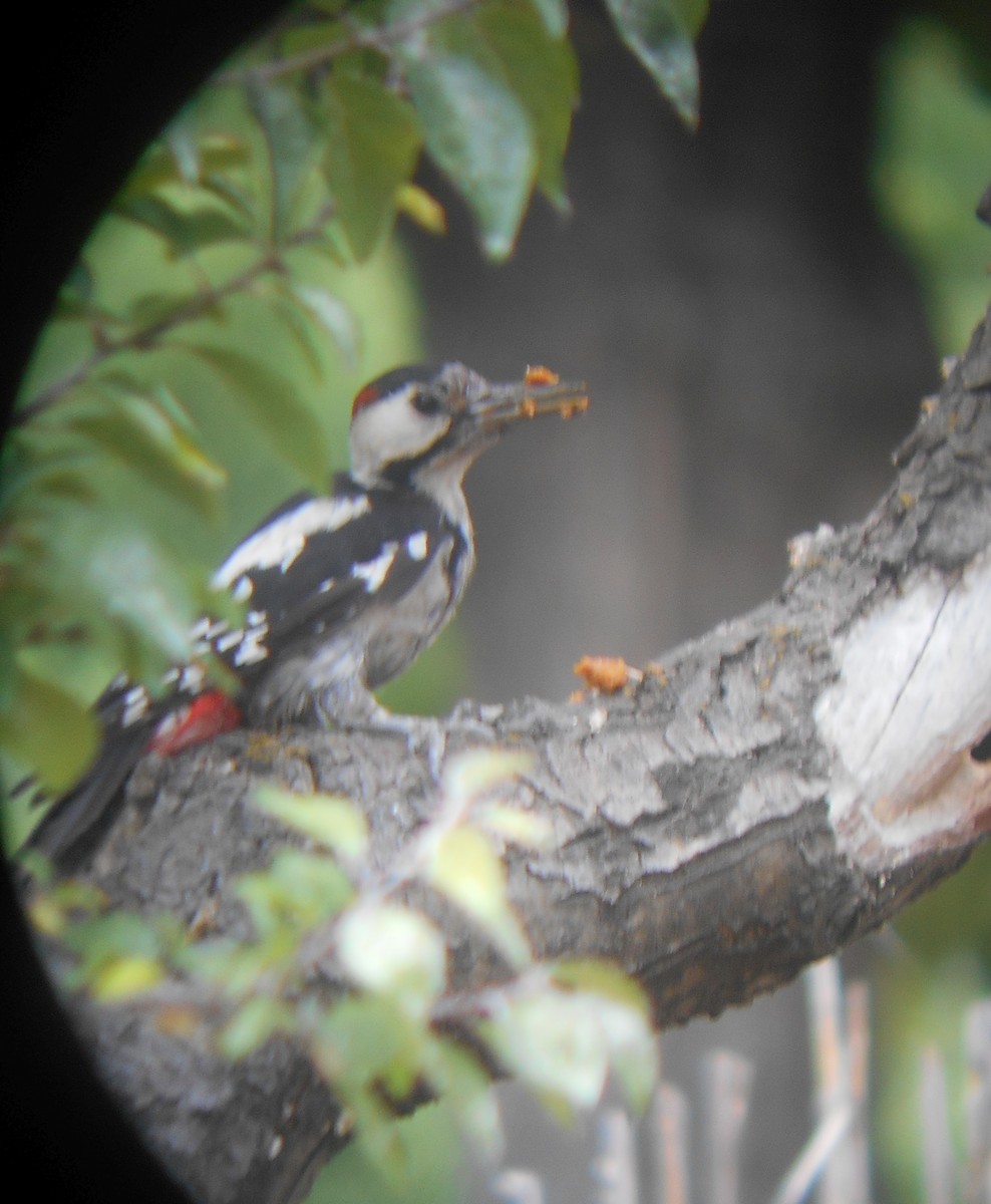 Syrian Woodpecker - ML520483601