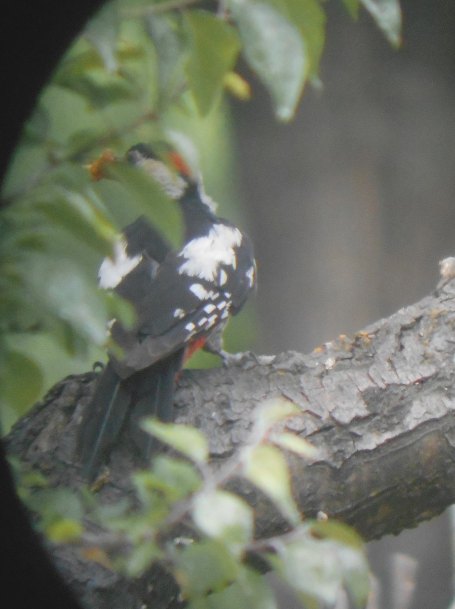 Syrian Woodpecker - ML520483641
