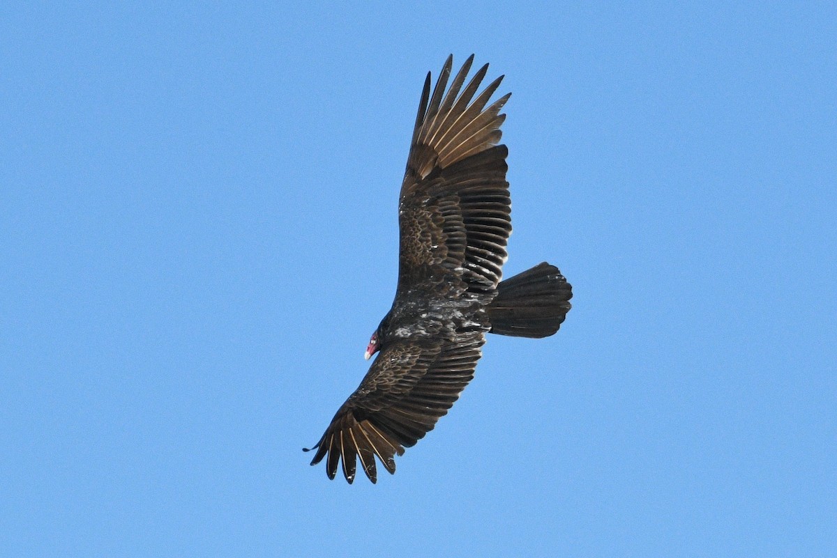 Turkey Vulture - ML520483701