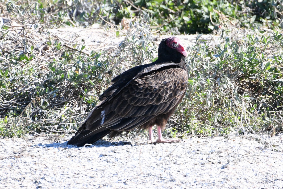 Turkey Vulture - ML520483741