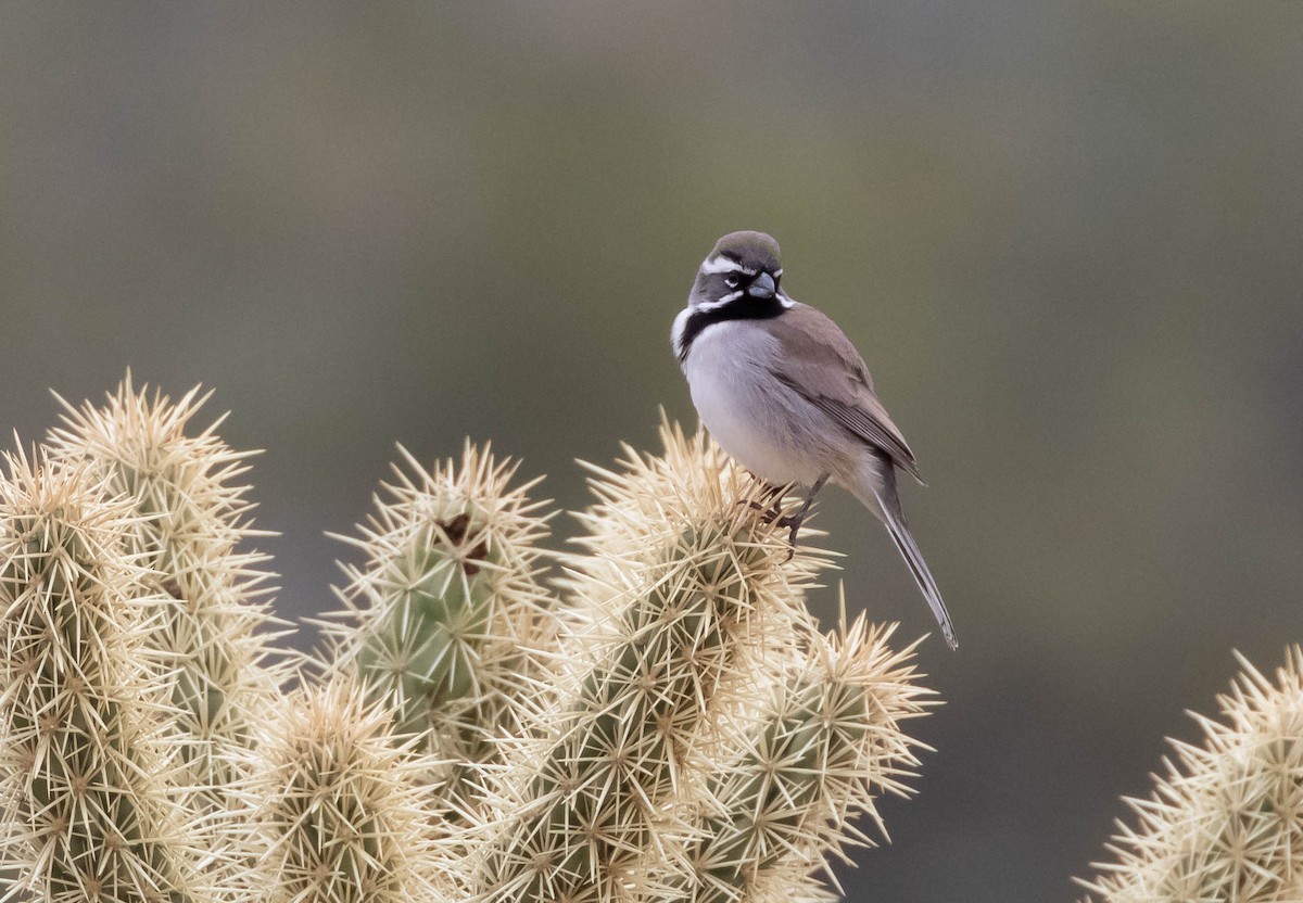 Black-throated Sparrow - Steve Juhasz