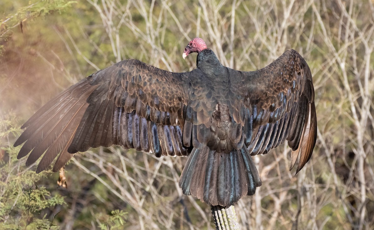 Turkey Vulture - ML520486131