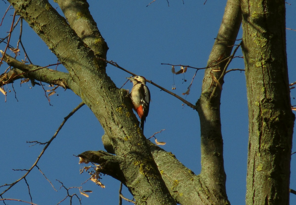 Syrian Woodpecker - ML520489781