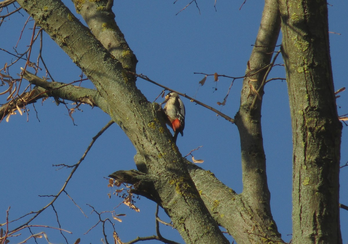 Syrian Woodpecker - ML520489791