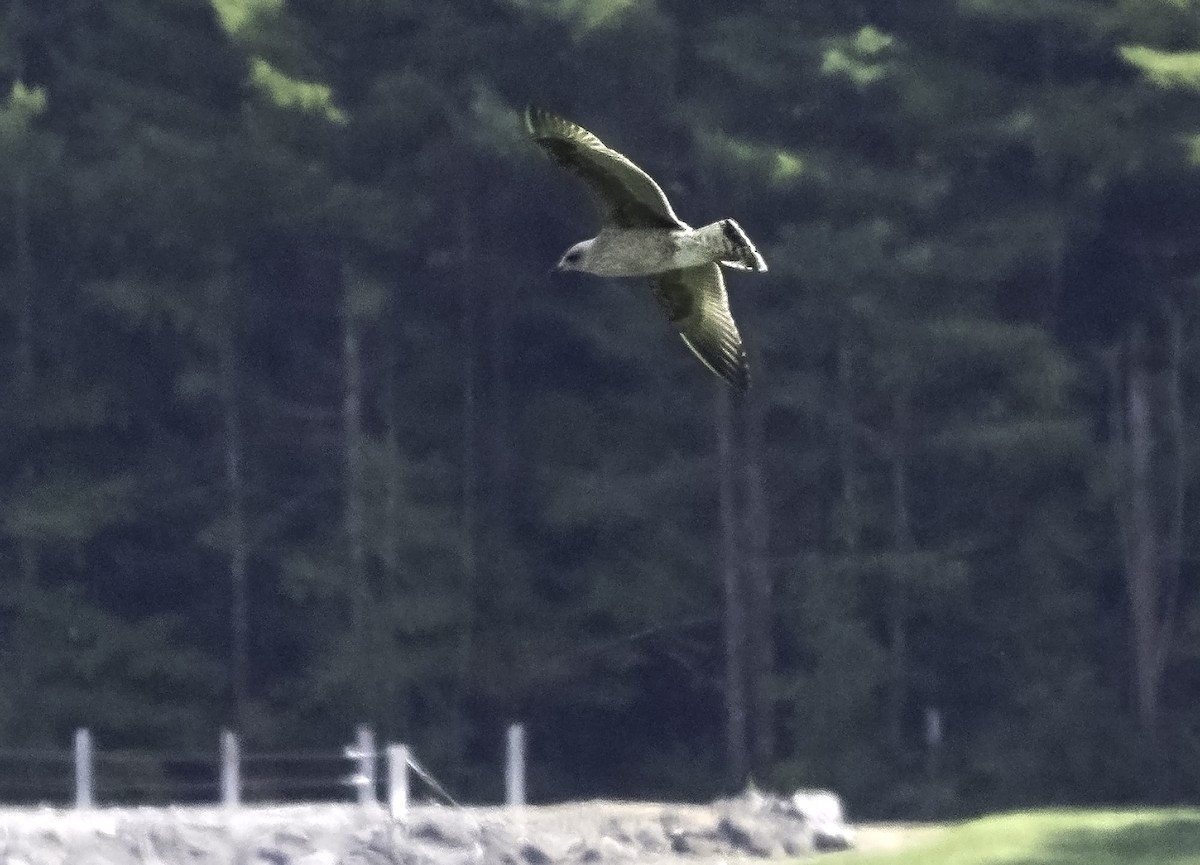 Lesser Black-backed Gull - ML520498101