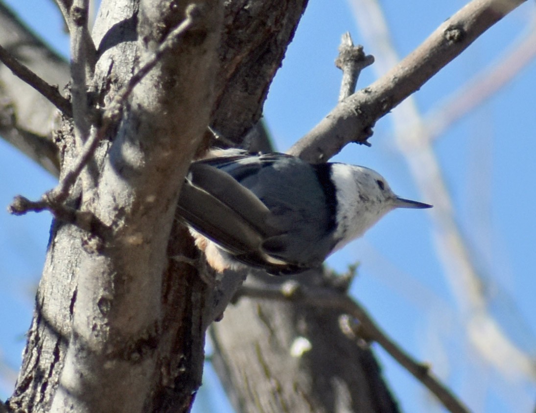 White-breasted Nuthatch - Jenny Vogt