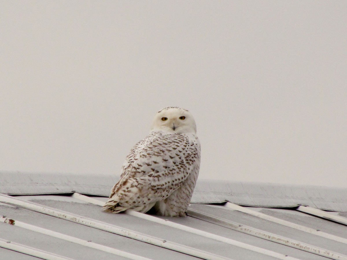 Snowy Owl - ML52050351