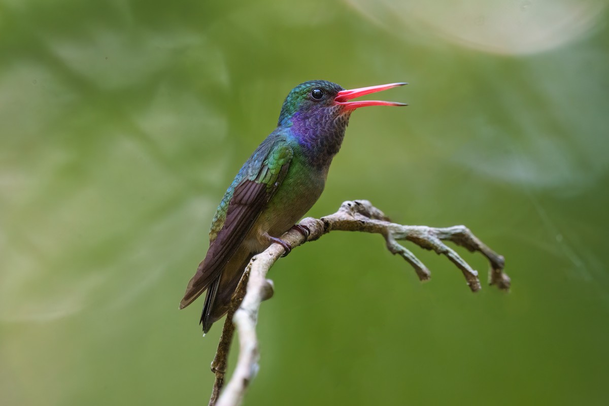 Blue-throated Goldentail - ML520505291
