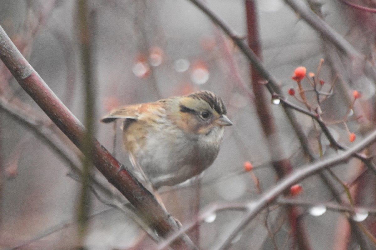eBird Checklist 4 Jan 2023 Bolton Flats WMABolton 17 species (+2 other taxa)