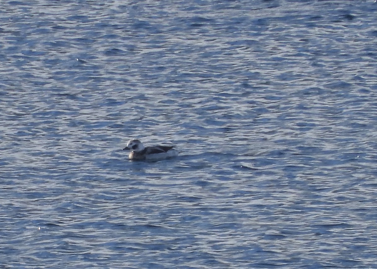 Long-tailed Duck - ML520513281