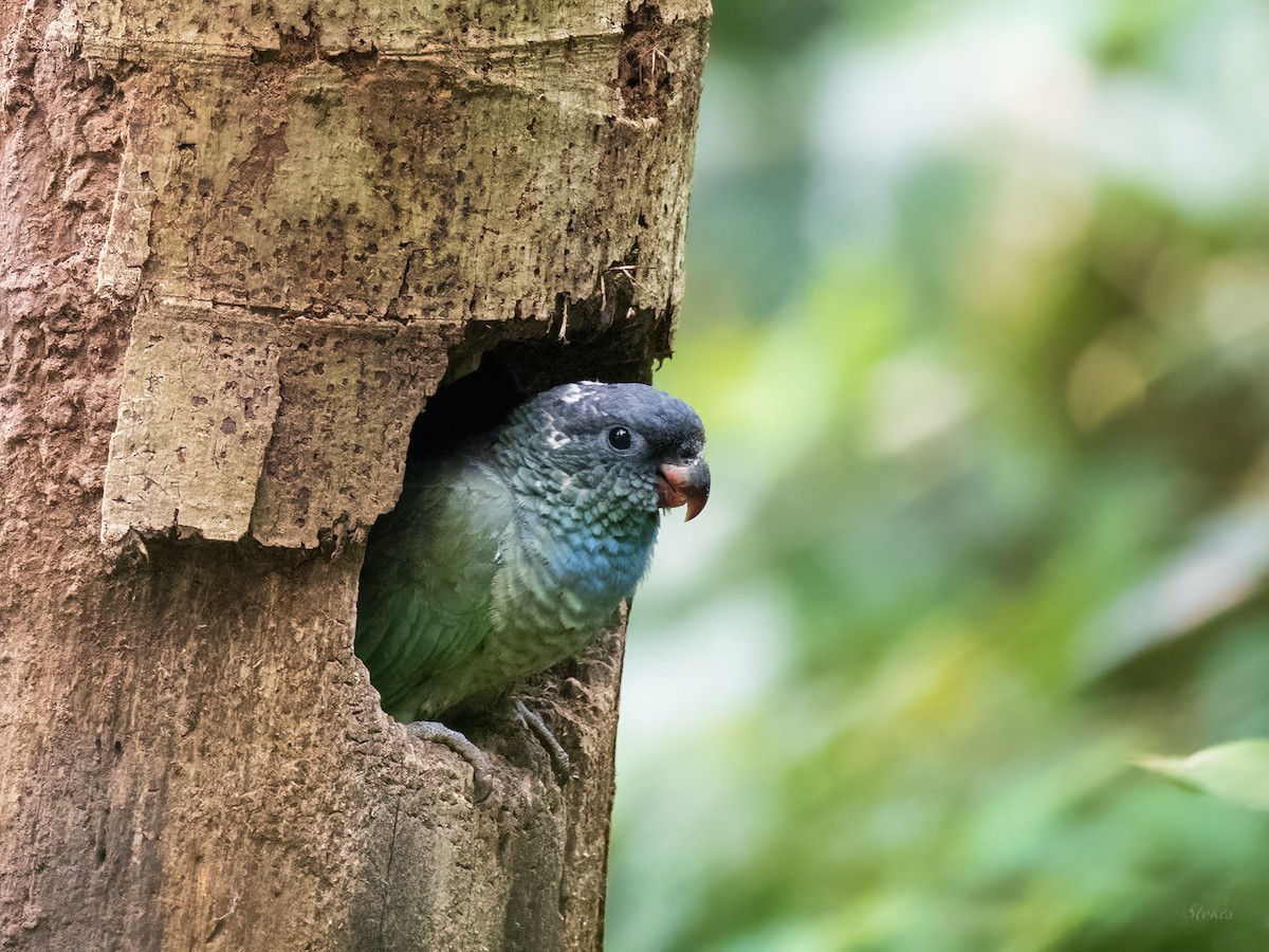 Red-billed Parrot - ML520516971