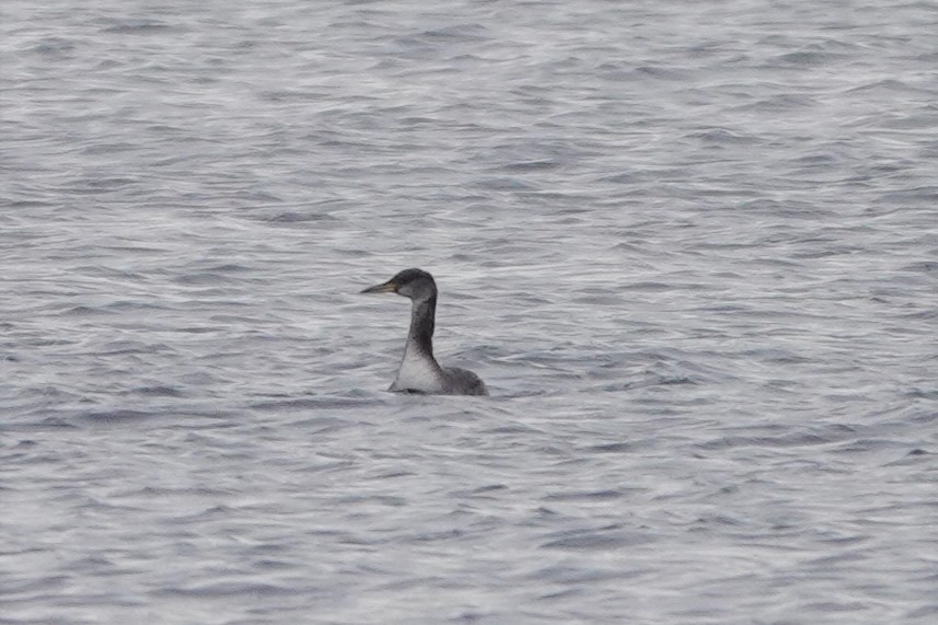Red-necked Grebe - ML520523211