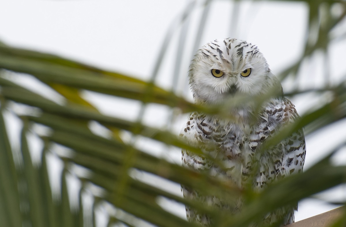 Snowy Owl - ML520523571