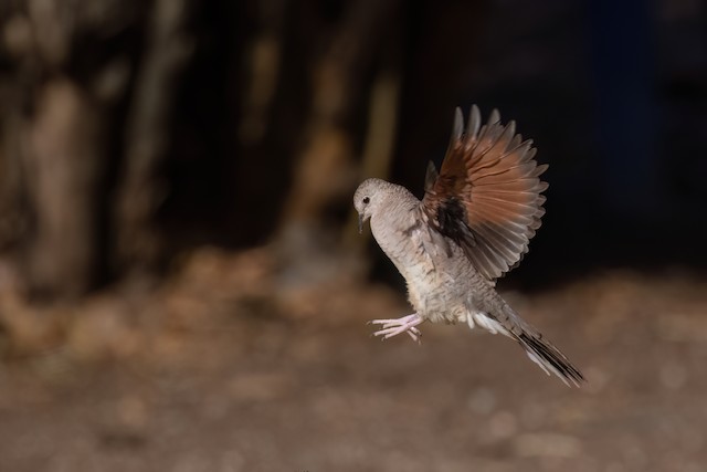 Inca Dove