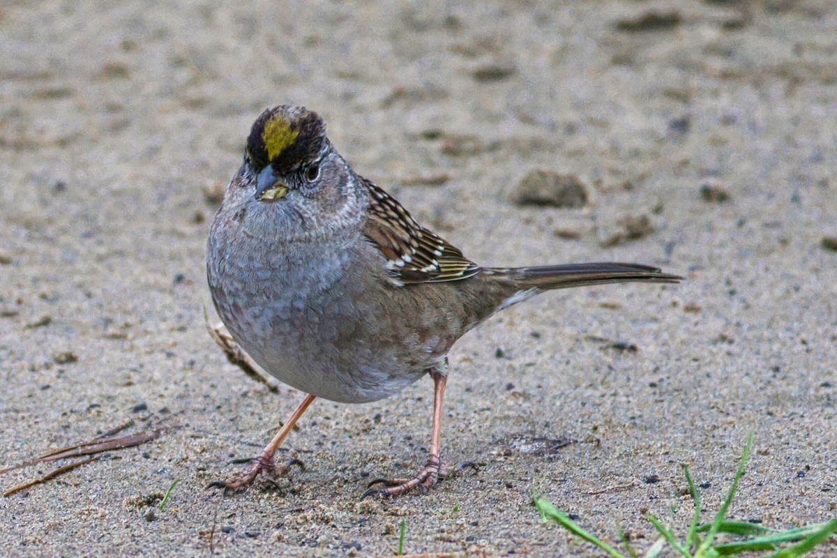 Golden-crowned Sparrow - ML520524661