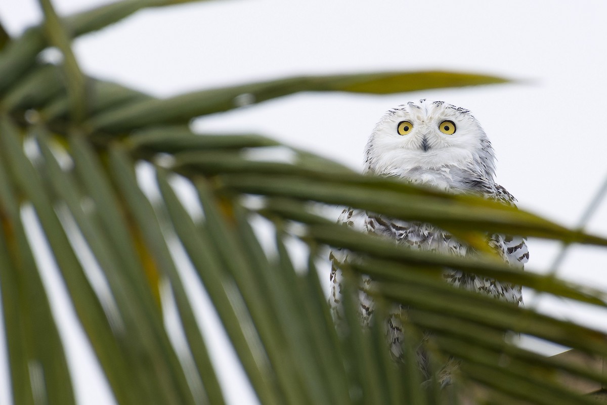 Snowy Owl - Marky Mutchler