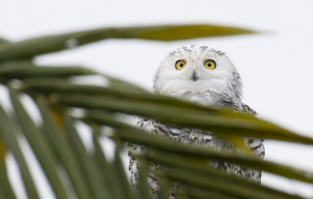 Snowy Owl - Marky Mutchler